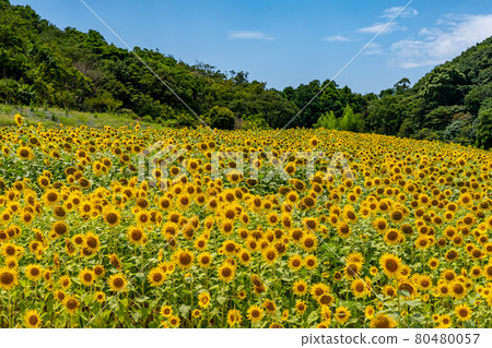 Summer Shima Tourist Farm Sunflower Field Summer Shima Tourist Farm Sunflower Field 80480057