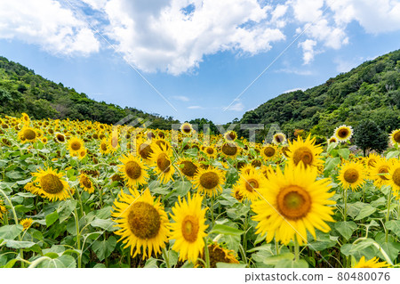 Summer Shima Tourist Farm Sunflower Field 80480076