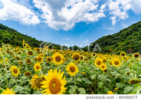 夏志摩觀光農場向日葵田 80480077