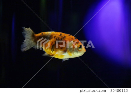 Edo Nishiki Goldfish 80480113