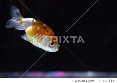 Edo Nishiki Goldfish Edo Nishiki Goldfish 80480117