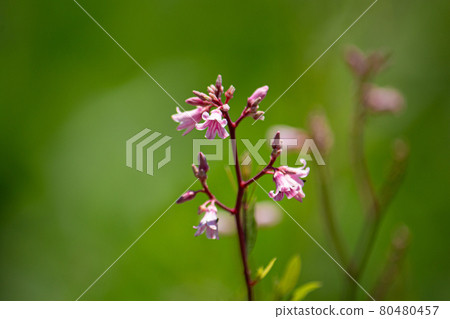 Rafuma (Apocynum venetum), where the flowers have bloomed. Leaves used as a raw material for tea in China Rafuma (Apocynum venetum), where the flowers have bloomed. Leaves used as a raw material for tea in China 80480457