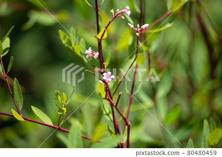 Rafuma (Apocynum venetum), where the flowers have bloomed. Leaves used as a raw material for tea in China 80480459