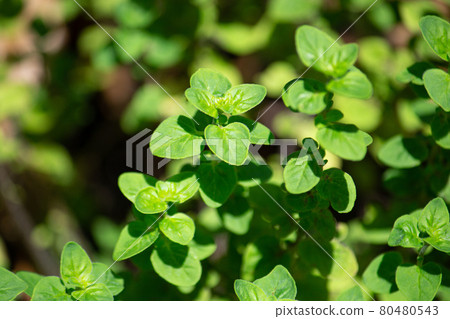 Oregano Alias: oregano Origanum vulgare, taken in Tokyo, Japan, 80480543