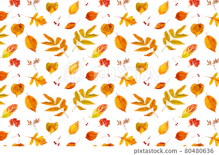 Pattern of natural orange autumn leaves and berry on a white background, as a backdrop or texture. Fall wallpaper for your design. Top view Flat lay 80480636