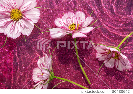 Bright creative summer background. Natural flowers and wave water on shining magenta background. Top view Flat lay Bright creative summer background. Natural flowers and wave water on shining magenta background. Top view Flat lay 80480642