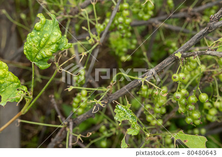 Diseases and pests of berry bushes . Gall Aphid on currants. Damaged leaves on a red currant Diseases and pests of berry bushes . Gall Aphid on currants. Damaged leaves on a red currant 80480643