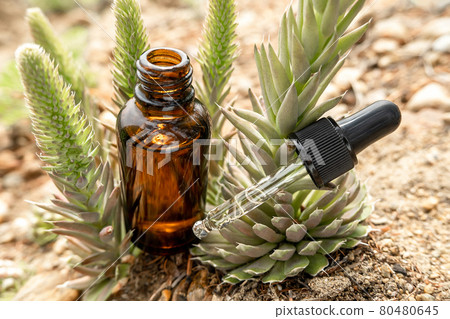 One brown glass dropper bottle with serum, essential oil or other cosmetic product and succulent flowers outdoors. Natural Organic Spa Cosmetic Beauty concept One brown glass dropper bottle with serum, essential oil or other cosmetic product and succulent flowers outdoors. Natural Organic Spa Cosmetic Beauty concept 80480645