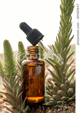 One brown glass dropper bottle with serum, essential oil or other cosmetic product and succulent flowers outdoors. Natural Organic Spa Cosmetic Beauty concept 80480647