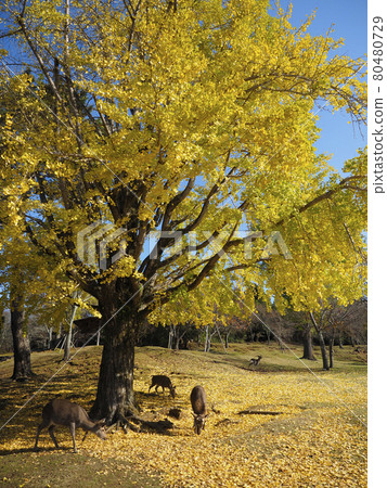 奈良公園的銀杏樹和鹿被染成黃色 奈良公園的銀杏樹和鹿被染成黃色 80480729