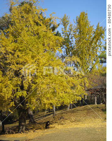 奈良公園的銀杏樹和鹿被染成黃色 80480730