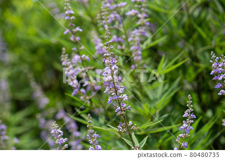 Chaste tree (Vitex agnus-castus) Alias: Italian Chaste tree, chest tree 80480735