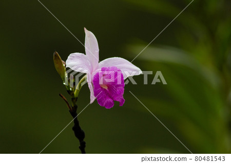 在中美洲和南美洲的樹林中發現的一種可愛的蘭花 80481543