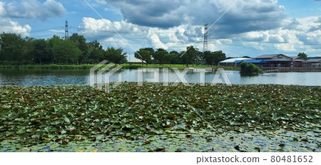 從中川水上公園看到的風景 80481652