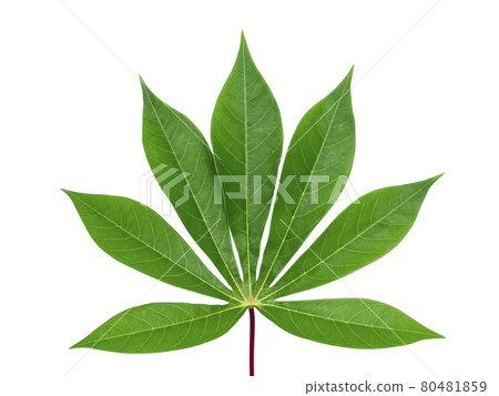 Close up the Cassava, Yuca, Mandioa, Manioc, Tapioca leaves. Close up the Cassava, Yuca, Mandioa, Manioc, Tapioca leaves. 80481859