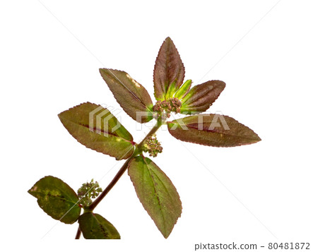 Garden Spurge leaves on white background. Garden Spurge leaves on white background. 80481872