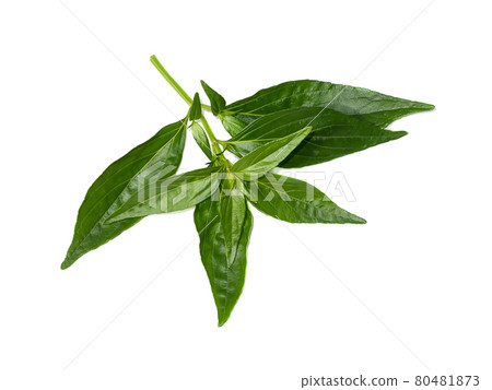 Close up of Kariyat leaves or The Creat plant. Close up of Kariyat leaves or The Creat plant. 80481873