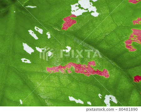 Close up texture of Caladium bicolor leaf. 80481890