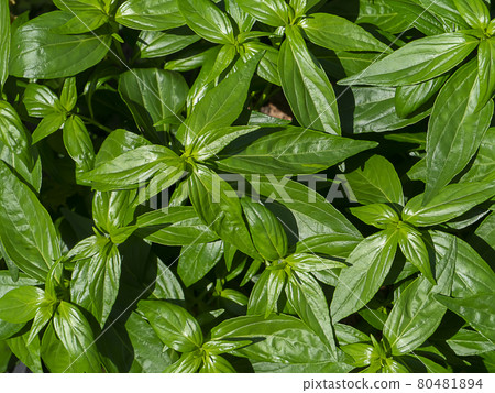Close up of Kariyat leaves or The Creat plant. Close up of Kariyat leaves or The Creat plant. 80481894