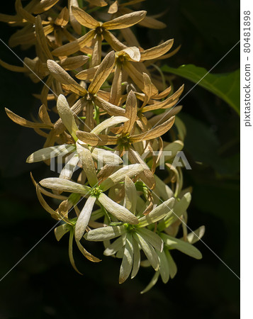 Close up of dry Wreath Sandpaper Vine flower on blur background. Close up of dry Wreath Sandpaper Vine flower on blur background. 80481898