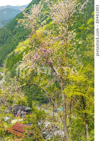 Ichinomiya-cho, Shiso-shi, Hyogo Ichinomiya-cho Fukakawadani, idyllic countryside * Shooting position in the comment section of the work 80481903