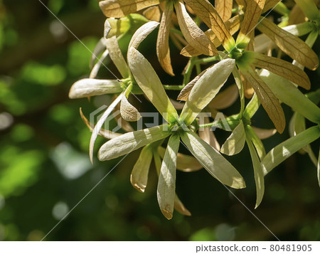 Close up of dry Wreath Sandpaper Vine flower on blur background. 80481905