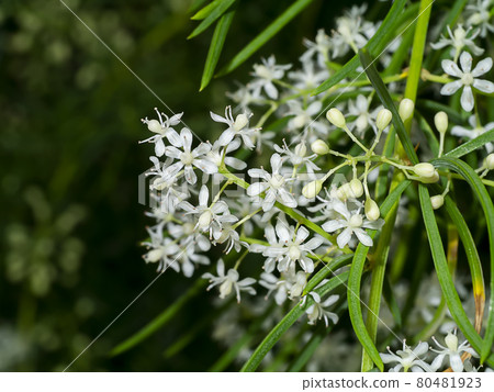 Close up flower of Shatavari plant 80481923