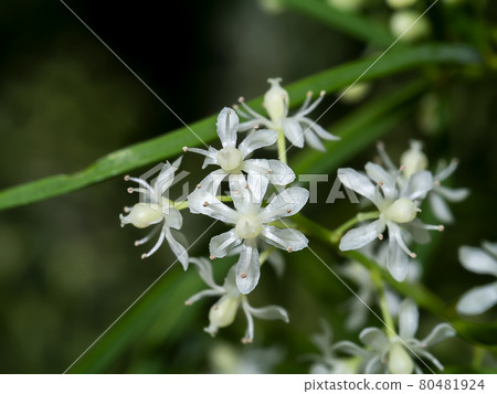 Close up flower of Shatavari plant 80481924