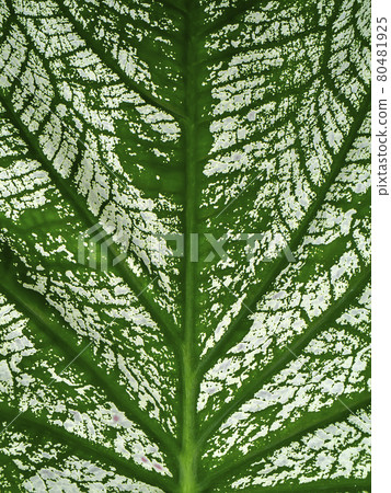 Close up texture of Caladium bicolor leaf. Close up texture of Caladium bicolor leaf. 80481925