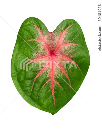 Close up of Caladium bicolor leaf. 80481928