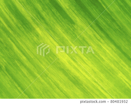 Close up the banana leaves of spotted plant background. 80481932