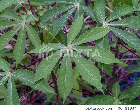 Close up the Cassava, Yuca, Mandioa, Manioc, Tapioca leaves. 80481934
