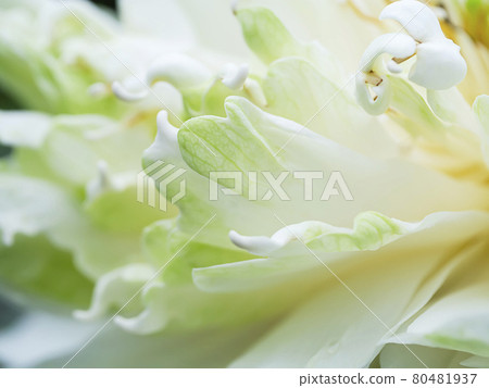 Close up soft petal of lotus flower background. Close up soft petal of lotus flower background. 80481937