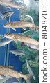 Various fish 80482011