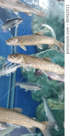 Various fish Various fish 80482011