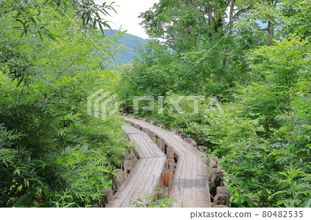 Boardwalk in the forest_Oze_Near Ohori Bridge under TEPCO 1 80482535