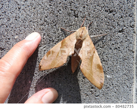 Clanis bilineata(用手大小的照片) Clanis bilineata(用手大小的照片) 80482735