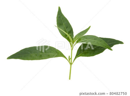Andrographis paniculata plant on white background . 80482750