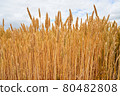 Wheat field 80482808