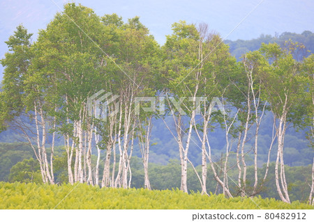 Birch forest and light fog Birch forest and light fog 80482912