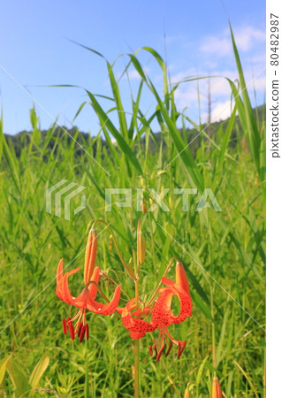 Tiger lily and blue sky _ research sample garden _ Oze Tiger lily and blue sky _ research sample garden _ Oze 80482987