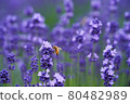 Lavender honey sucking bees 80482989