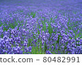 Lavender fields in Hokkaido 80482991