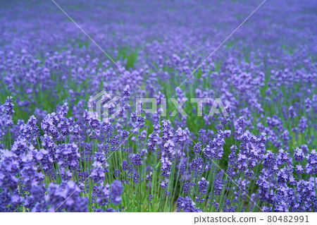 Lavender fields in Hokkaido Lavender fields in Hokkaido 80482991