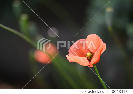Small orange flowers of Papaver dubium are in bloom. Small orange flowers of Papaver dubium are in bloom. 80483121