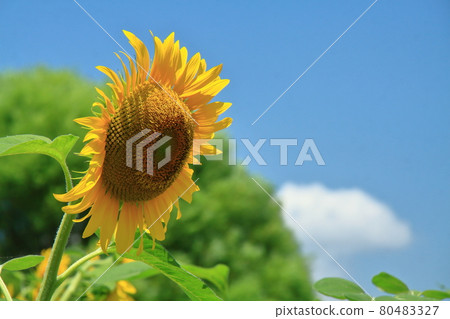 Flower of the sun 80483327