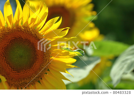 太陽之花 80483328