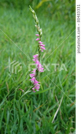 Spiranthes sinensis 80483331