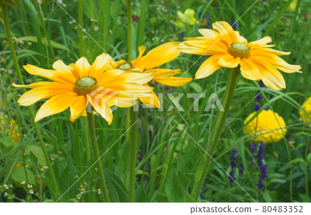 Yellow flower of Rudbeckia hirta or Black Eyed Susan on green background. Also know as brown betty, gloriosa daisy, golden Jerusalem, English bull's eye, poor-land daisy and yellow daisy. 80483352