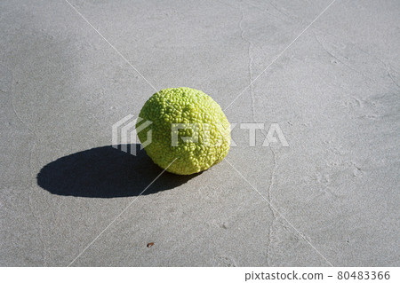 Adam's apple on the seashore. 80483366